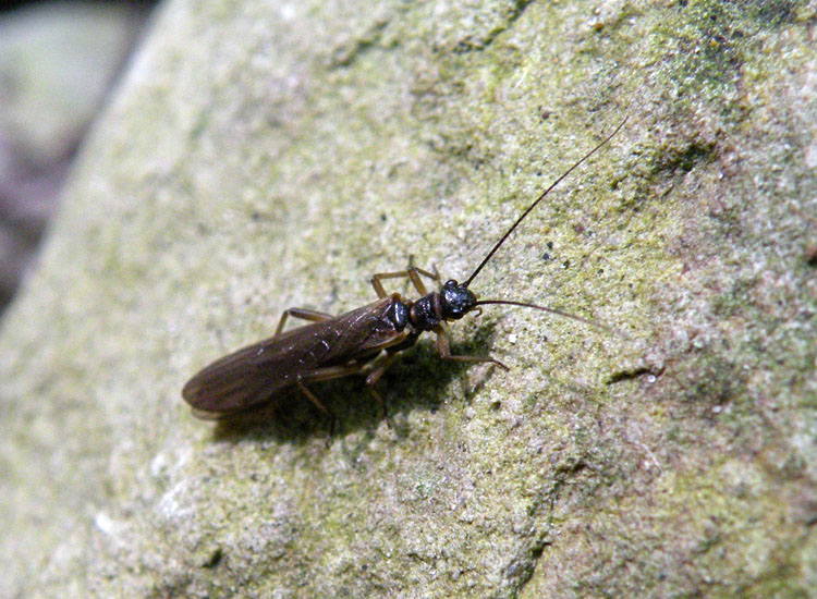Nemoura sp. e Brachyptera sp.